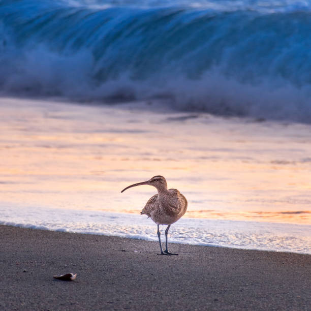 Long Billed Curlew on Moonstone Beach, Cambria, California Long billed curlew on Moonstone Beach at sunset, numenius americanus stock pictures, royalty-free photos & images