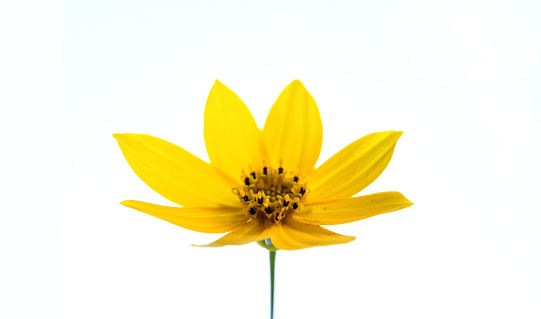 A single yellow coreopsis on a white background.