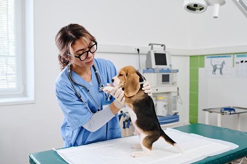 Woman working as professional vet wearing eyeglasses examining beagle pup in modern clinic