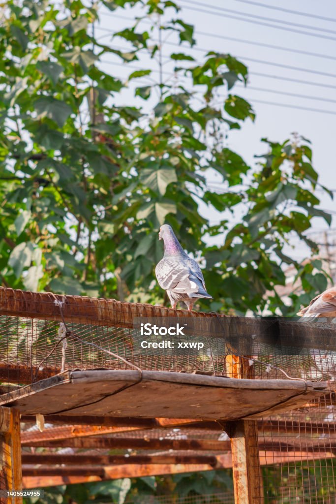 The alert pigeon stands above its loft Dirt Stock Photo