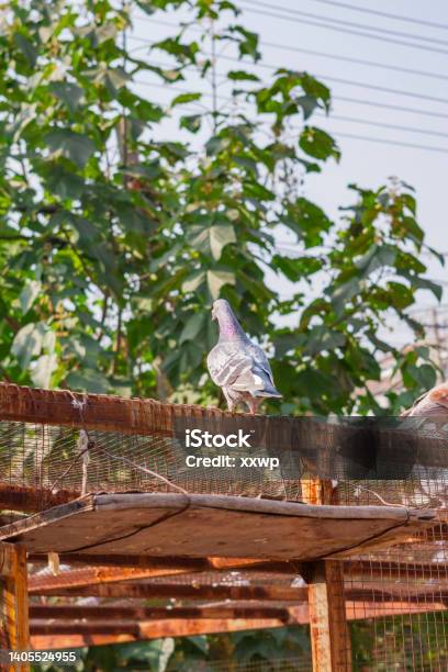 The Alert Pigeon Stands Above Its Loft Stock Photo - Download Image Now - Dirt, Alertness, Animal