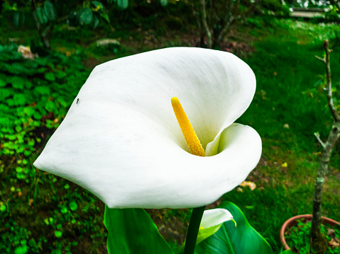 An Easter Lily on a solid off-white background.