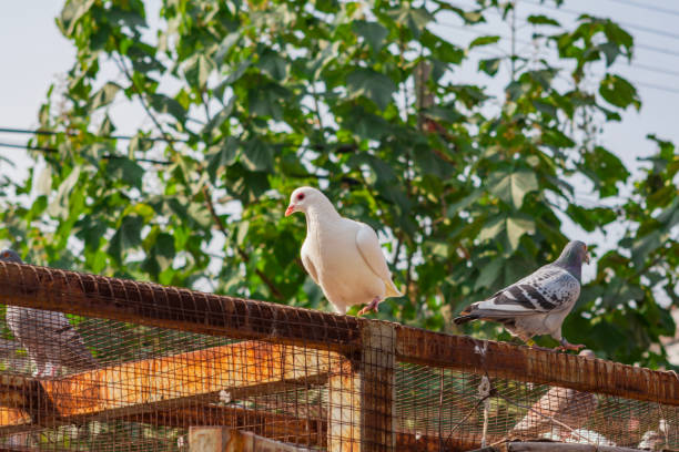 Alert white dove standing on the loft Alert white dove standing on the loft squab pigeon meat stock pictures, royalty-free photos & images