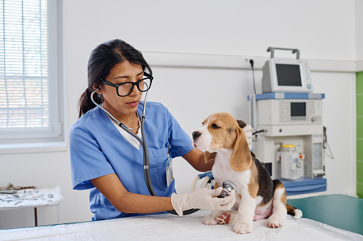 Young adult Hispanic woman working in veterinary clinic examining beagle puppy health using stethoscope
