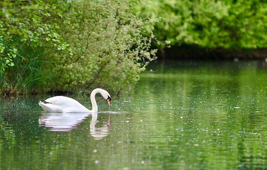 White Swan in Thames near Embers-wood Camping site, Henley