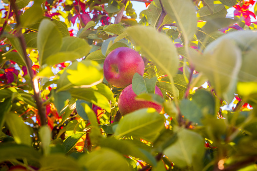 An apple tree in Upstate New York during harvest