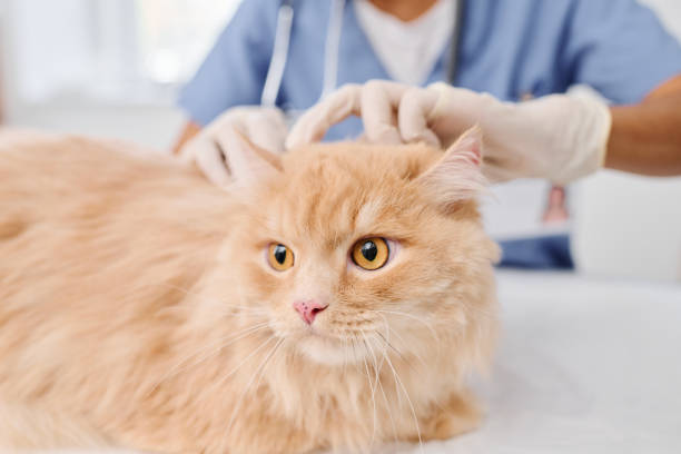 istock Unrecognizable Doctor Examining Cat 1405526630