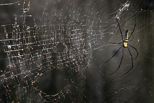 Spider building web - black background.
