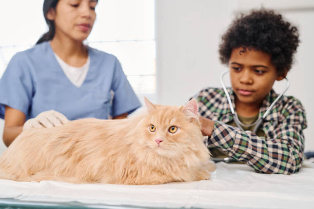 curious kid at vets - vet domestic cat veterinary medicine stethoscope imagens e fotografias de stock