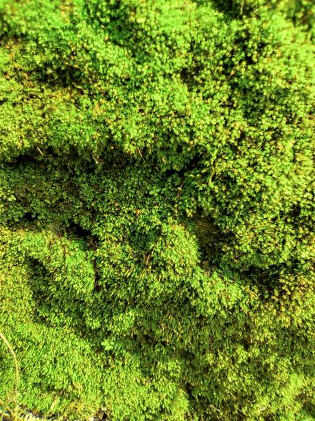 istock Moss grows on rocks, soil in the forest 1405530258