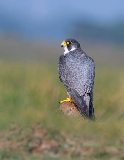 istock Peregrine falcon Bird 1405531553