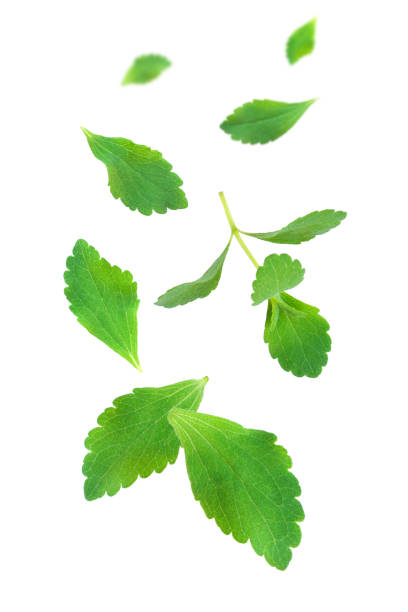 Fresh organic Stevia leaf flying in the air isolated on white background.