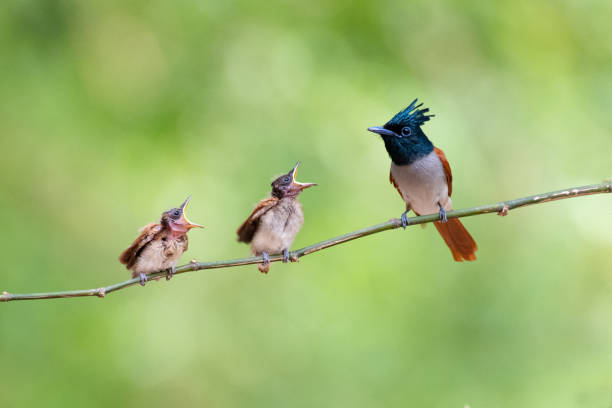 Indian Paradise Flycatcher Indian Paradise Flycatcher Feeding Their Chicks eutrichomyias rowleyi stock pictures, royalty-free photos & images