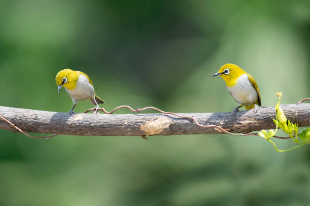 istock White eye bird Photo 1405532107