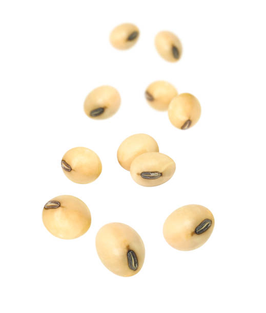 soybean flying in the air isolated on white - soya fasulyesi stok fotoğraflar ve resimler