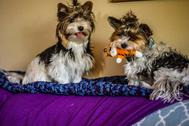 istock 2 Biewer terrier dogs playing together. 1405533154