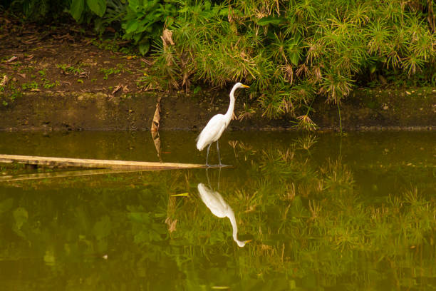 istock heron bird flying white skies 1405533755