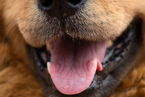 Close-up of a dog, with open mouth, tongue out with background