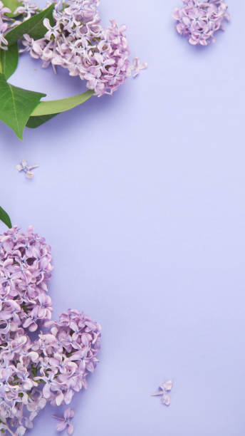 istock White and pink background with lilac flowers. 1405535018