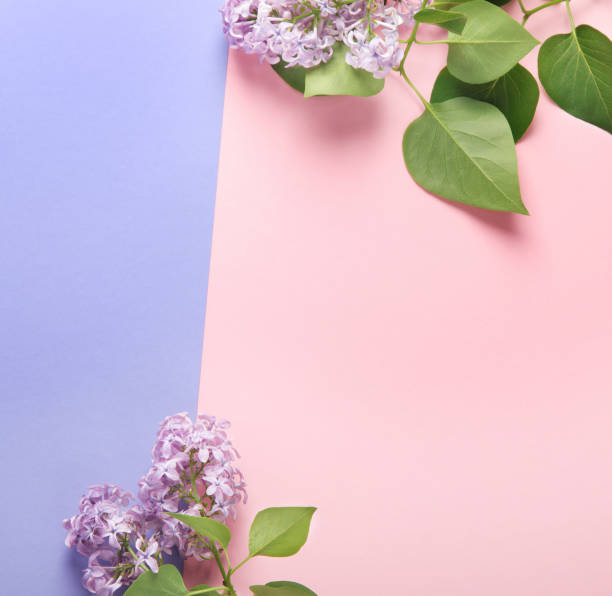istock White and pink background with lilac flowers. 1405535760
