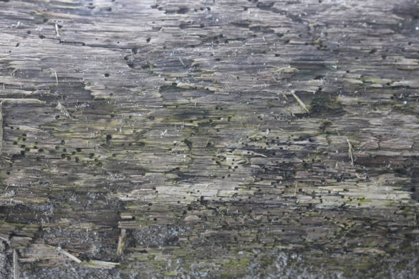 background of a rotting log