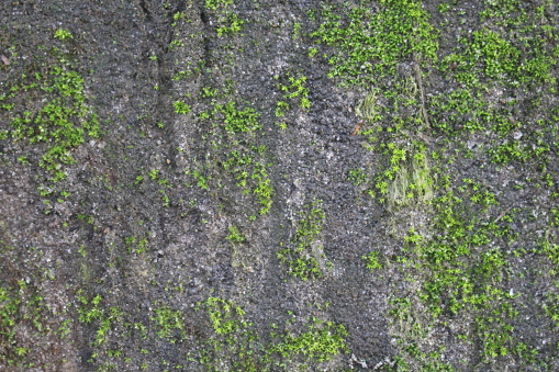 background of a wall overgrown with moss