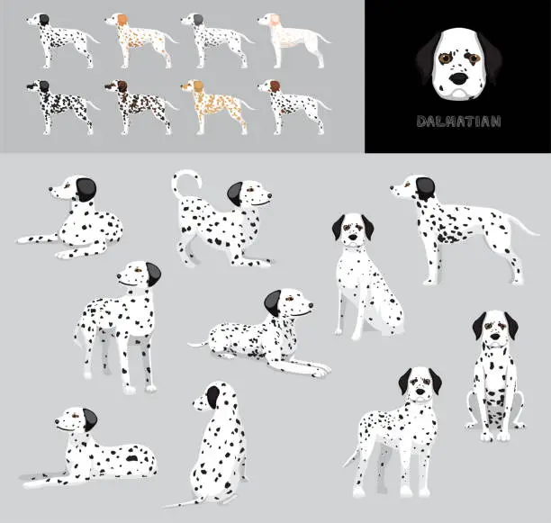 Vector illustration of Dog Dalmatian Cartoon Vector Illustration Color Variation Set