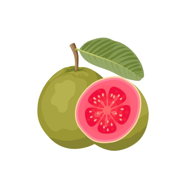 vektorillustration, tropische frucht guave, ganze frucht und halbiert, auf weiß isoliert. - guave stock-grafiken, -clipart, -cartoons und -symbole