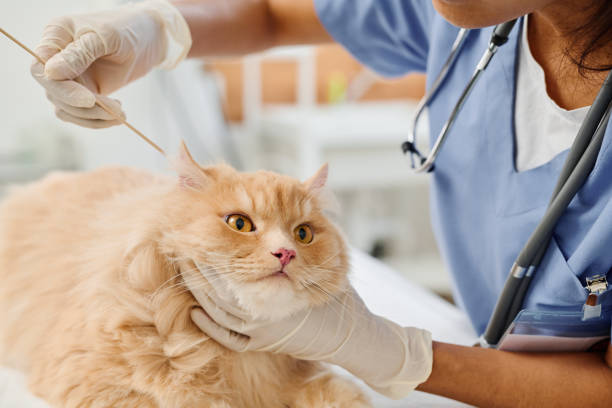 istock Vet Using Cotton Buds For Cats Ears 1405538360