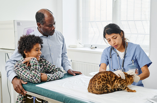 Black boy and his grandpa watching professional vet palpating their bengal cat during medical check up