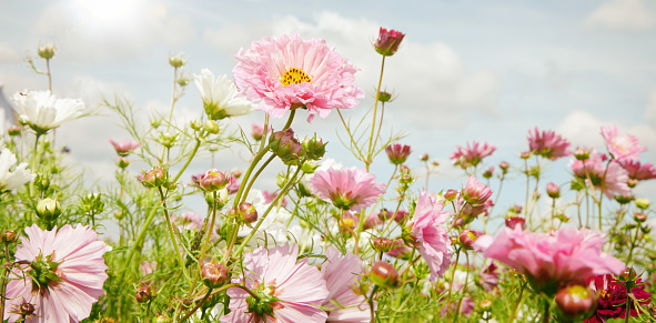 Cosmos flowers with tender white and pink petals blooming in sunny day under cloudy sky