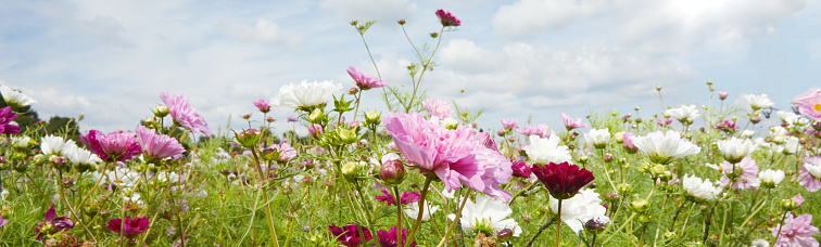 Wildflowers of red and pink and white colors growing on green meadow in sunny day in countryside