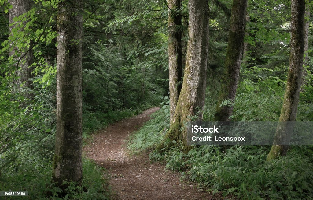 Just get out and enjoy nature with all your senses. Leisurely walk through the deciduous forest. Color a little desaturated. Forest Bathing Stock Photo