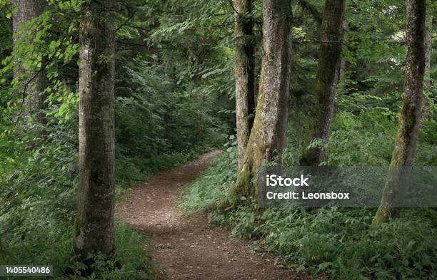 Just Get Out And Enjoy Nature With All Your Senses Stock Photo - Download Image Now