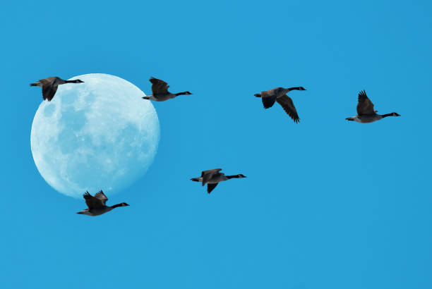 istock Migrating birds fly in a V Formation with Full moon on Background 1405541514