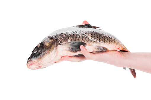 Fresh carp in a man's hand. Isolated on a white background. Close-up.