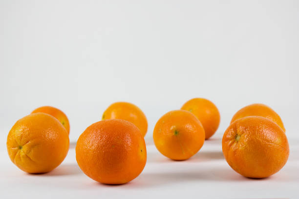 group of ordered and imperfect orange trees on white background. landscape view