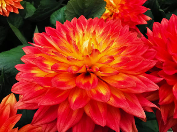 istock Dahlia Flower Orange 1405543692