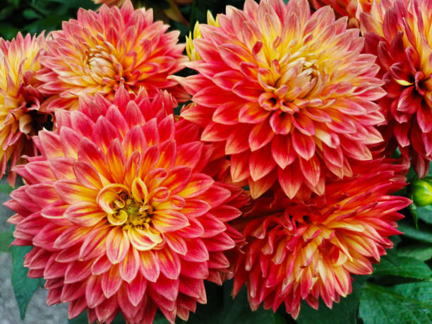 istock Dahlia Flower Orange 1405543695