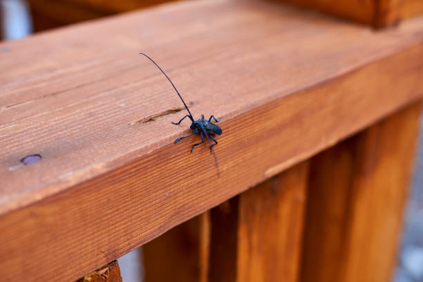 A forest black beetle close-up on a wooden porch. A forest black beetle close-up on a wooden porch. long horn beetle stock pictures, royalty-free photos & images