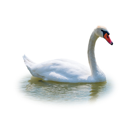 Graceful white Swan swimming in the lake, isolated on white background. Portrait of a white swan swimming on a lake.