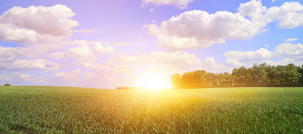 Panoramic view of Farm fields of corn crop