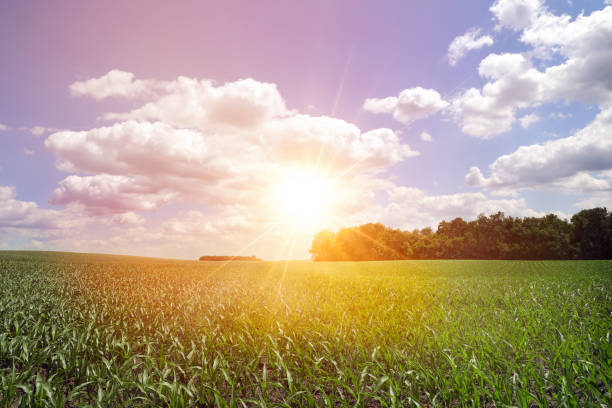 Panoramic view of Farm fields of corn crop