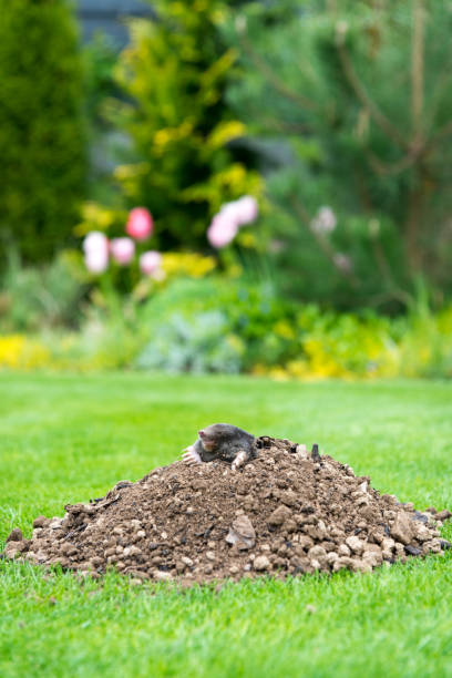 taupe jetant un coup d’œil de la colline de la taupe dans le jardin - taupe photos et images de collection