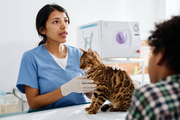 istock Doing Medical Check Up In Vet Clinic 1405550124