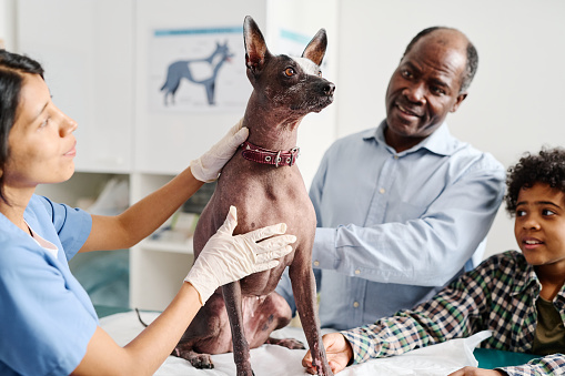 Mature Black man and kid watching Hispanic vet palpating their American hairless terrier dog during appointment