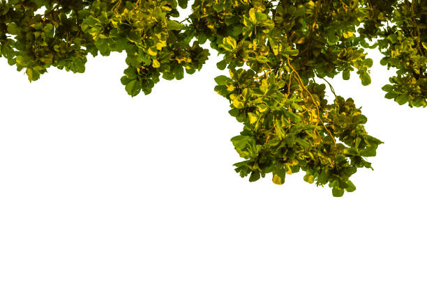 istock Fresh green leaves and branch nature backdrop isolated on white background 1405551430