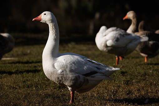 An Australian Settler Goose in the morning sun. Known as Pilgrim geese in the US.