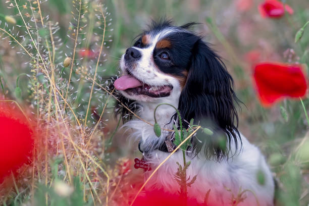 istock Cavalier King Charles Spaniel dog among red poppies in spring 1405551572