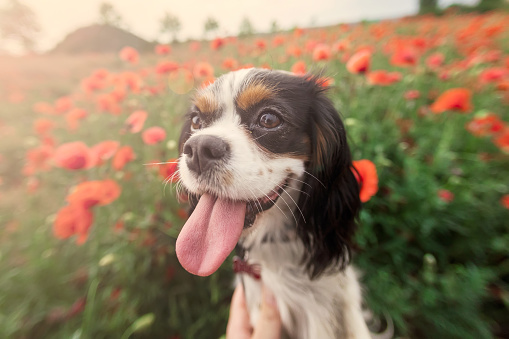 Cavalier King Charles Spaniel dog among red poppies in spring
